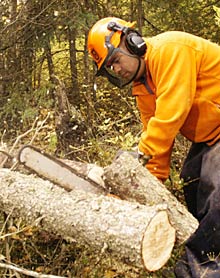 Man dressed in safety equipment chainsawing a log